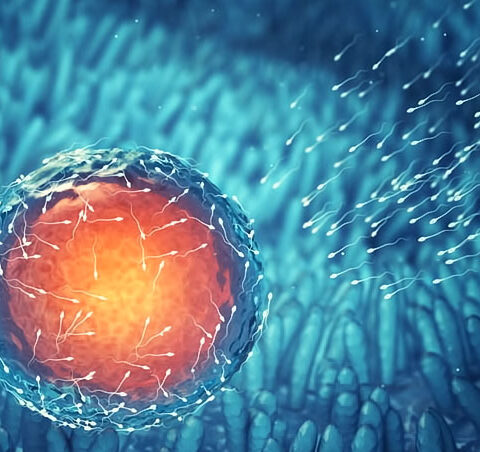 Απεικόνιση ωαρίου και σπερματοζωαρίων κατά τη διαδικασία εξωσωματικής γονιμοποίησης.