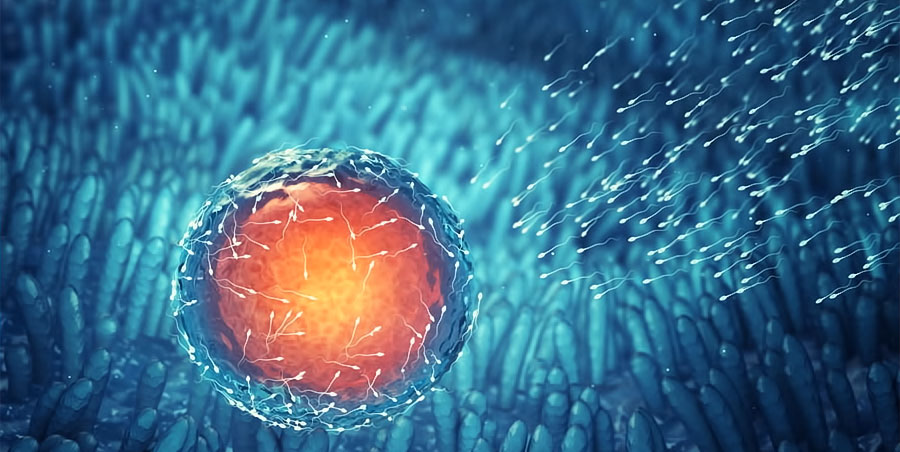 Απεικόνιση ωαρίου και σπερματοζωαρίων κατά τη διαδικασία εξωσωματικής γονιμοποίησης.